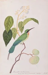 Blue-tailed Bee-eater, from Drawings of Birds from Malacca, c.1805-18